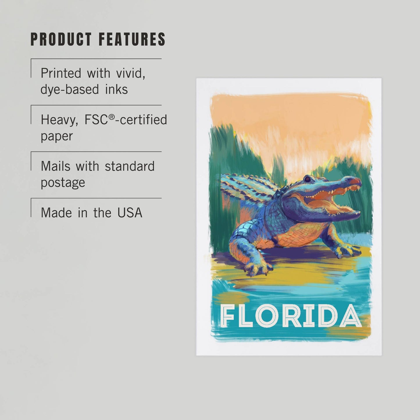 PREMIUM POSTCARDS Florida, Alligator, Vivid