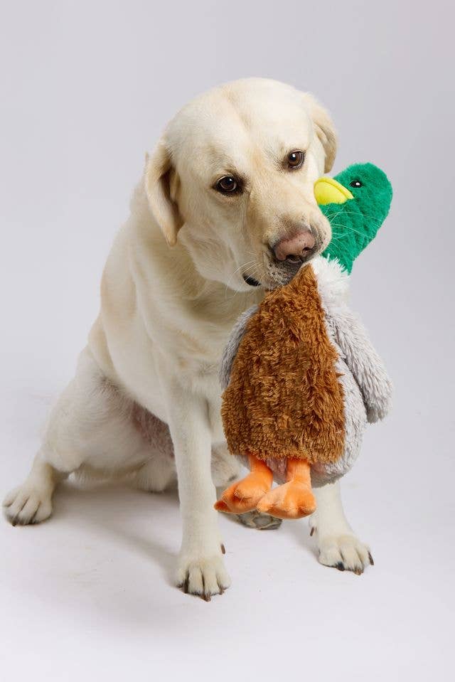 Mallard Pet Toy Warmies - FL